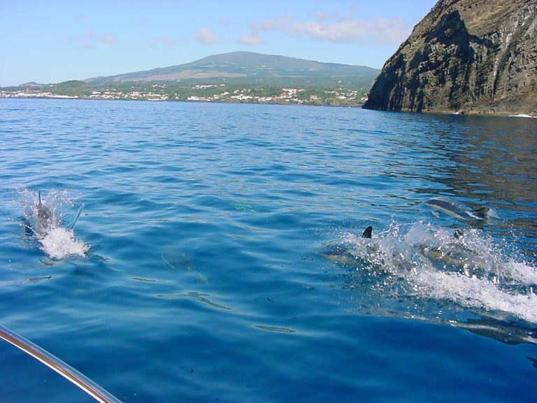 Snorkeling With Dolphins: Immerse yourself in the wonders of the sea and embark on an extraordinary adventure to encounter the magnificent dolphins of the Azores.
